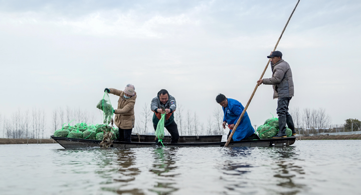 洪泽西顺河：渔民转产上岗 养殖基地创业