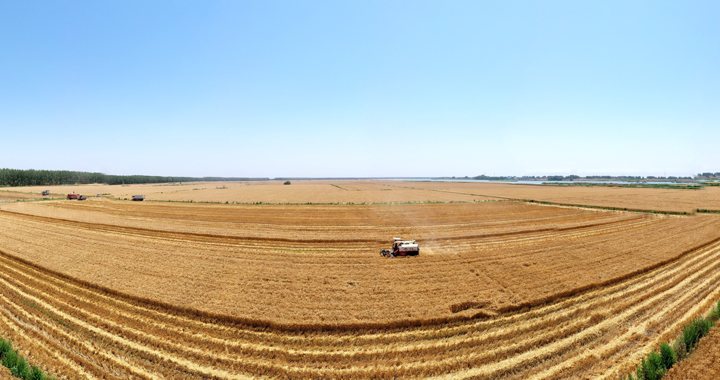 芒种时节麦收忙