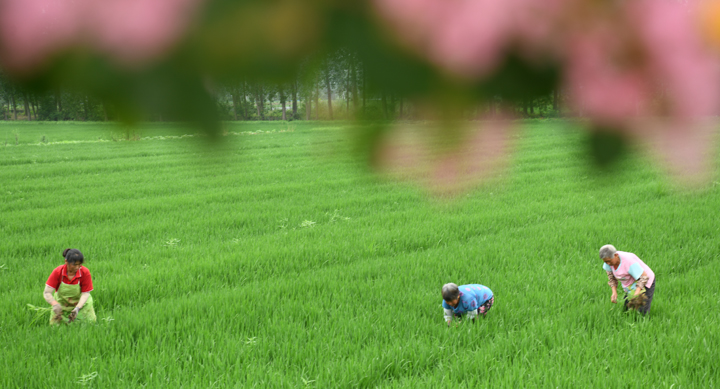 洪泽区：水稻人工除草 确保大米品质