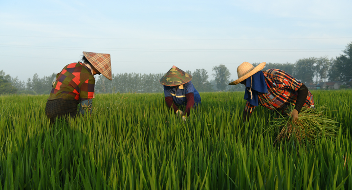 洪泽区：水稻除杂丰收在望
