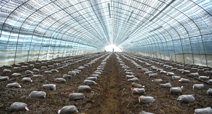 洪泽区：羊肚菌种植助农增收